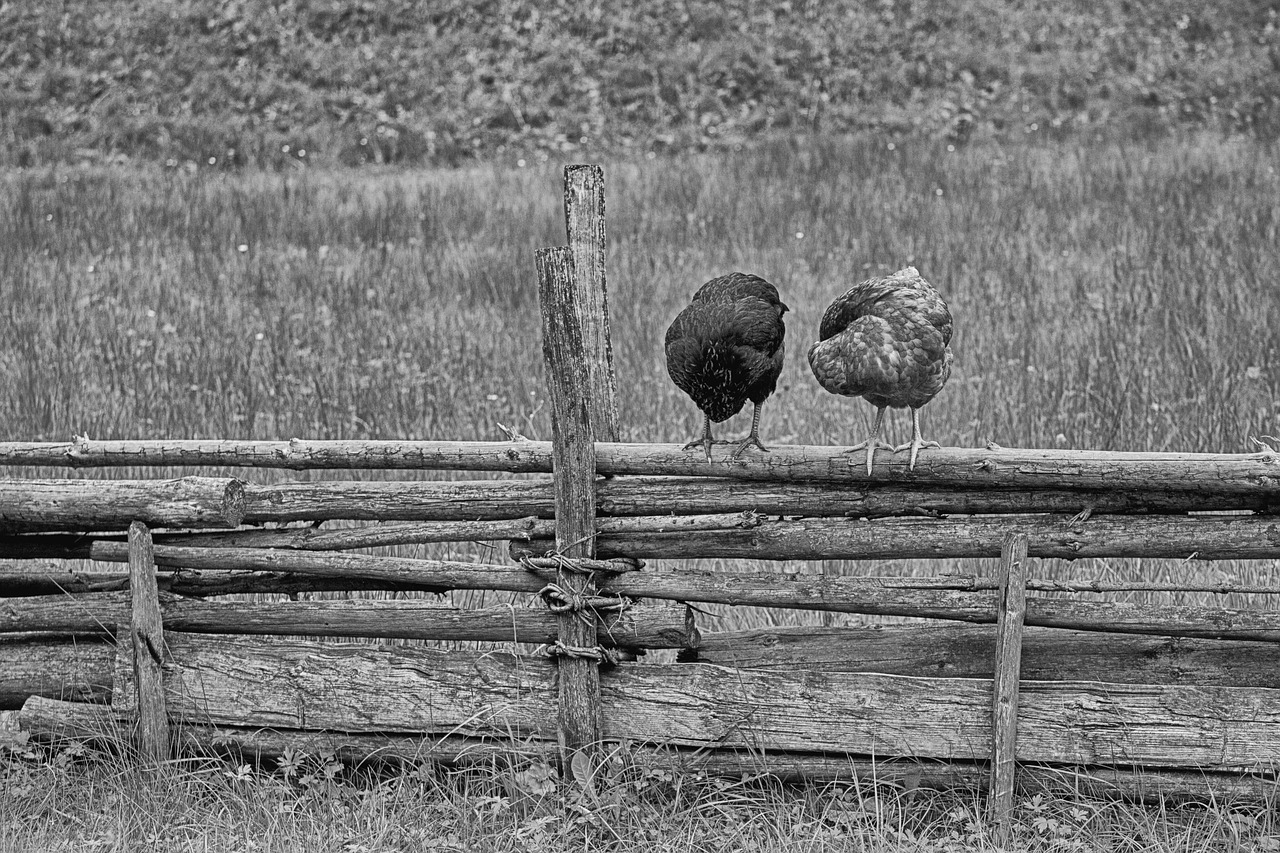 chicken-farm-outdoors-poultry-bird-free-image-from-needpix