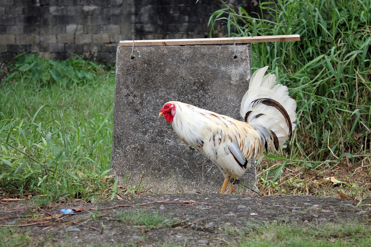 chicken animal farm free photo