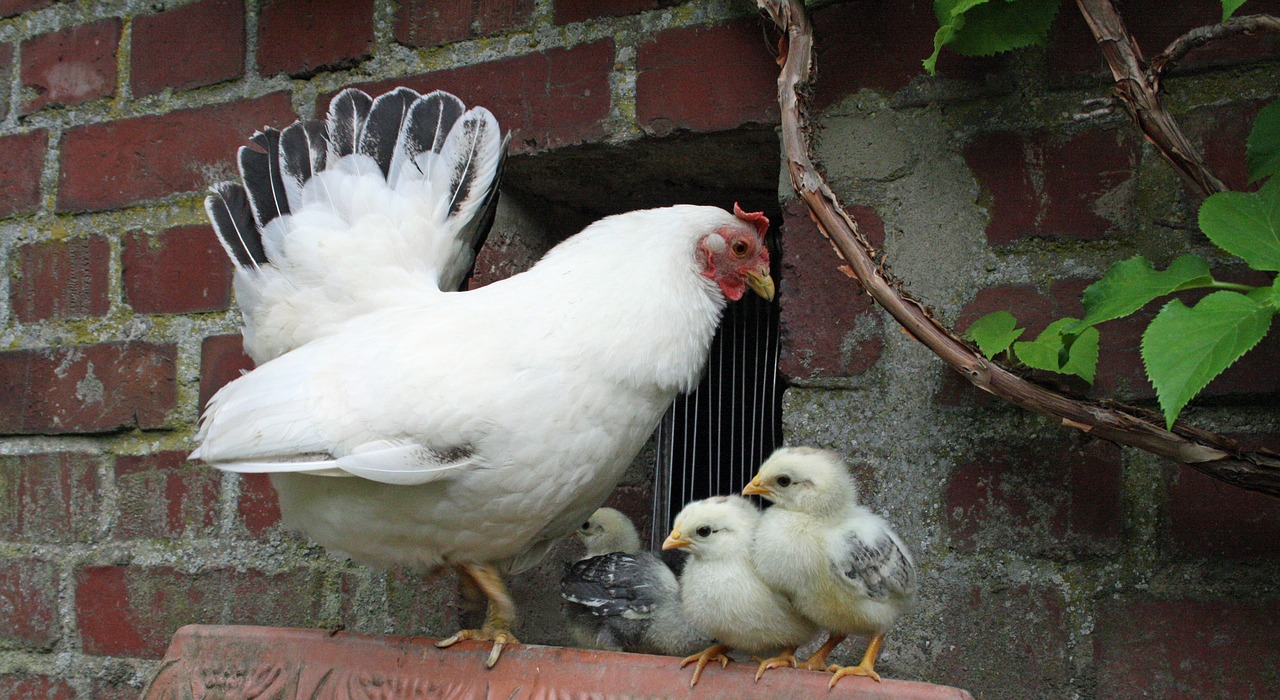 chicken chicks chickens free photo