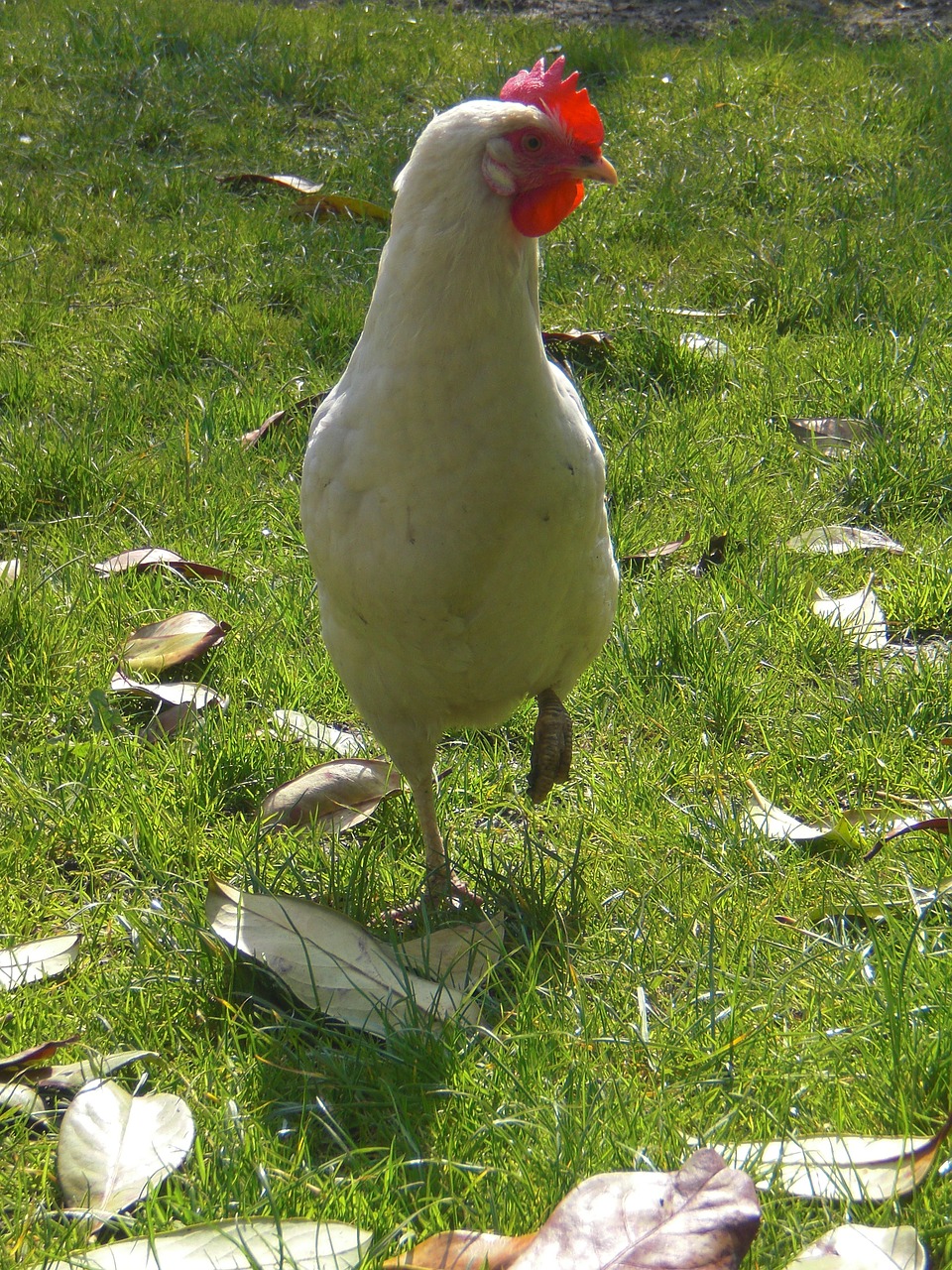 chicken white meadow free photo