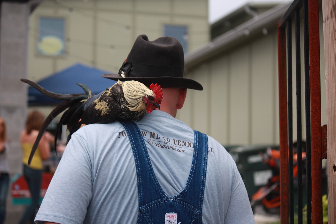 chicken pet hat free photo