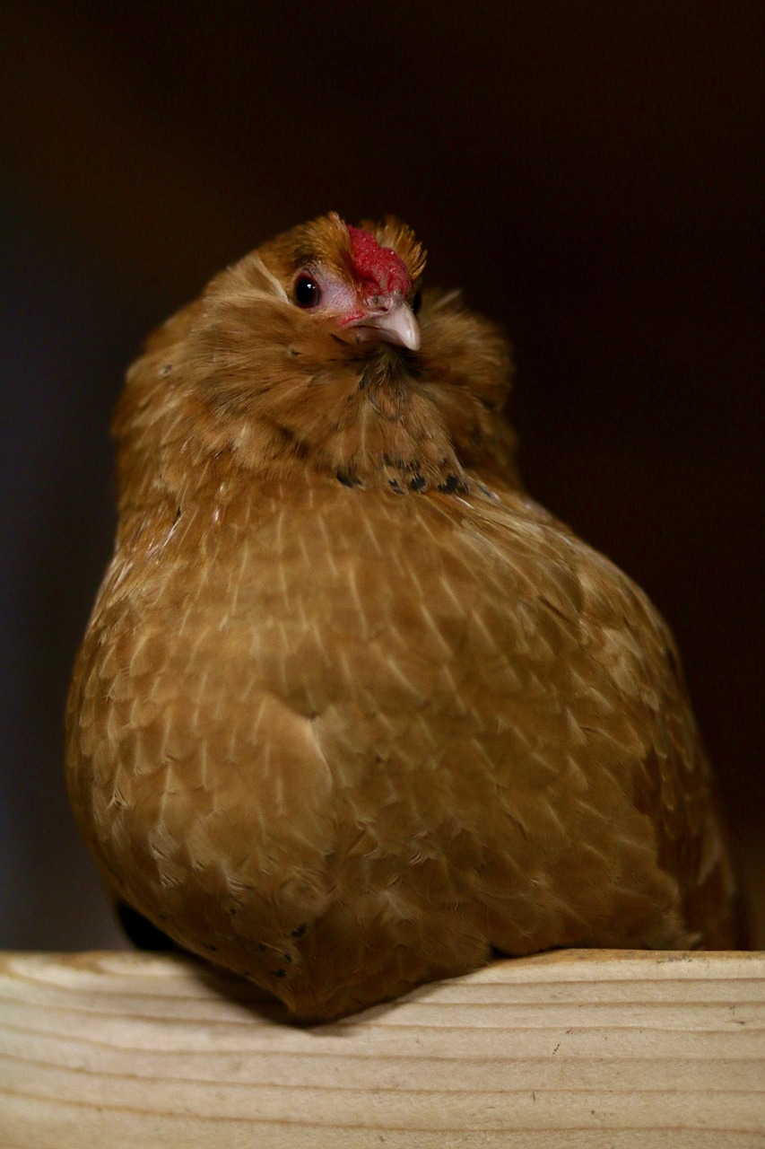 chicken bar sitting free photo