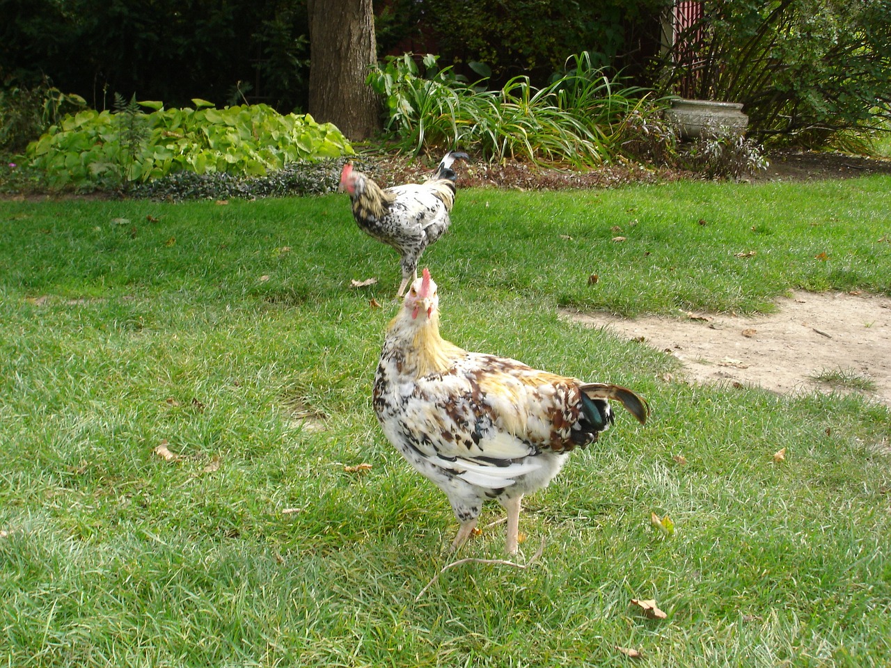 chicken farm hen free photo