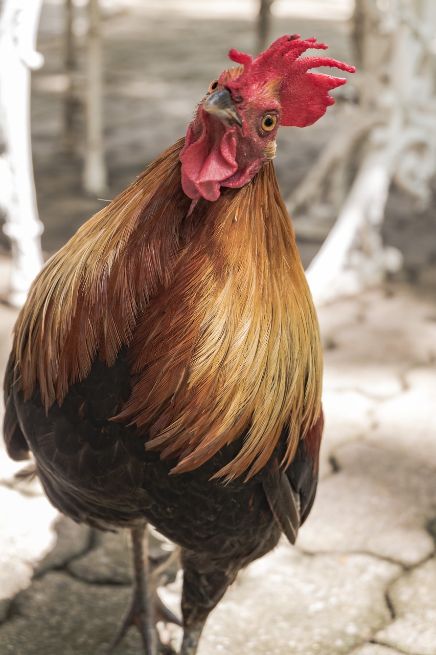 chicken beak hair free photo