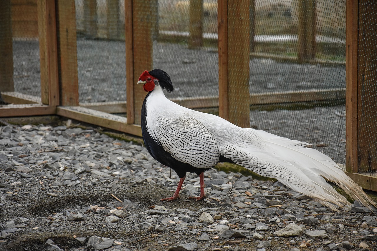 chicken farm bird free photo