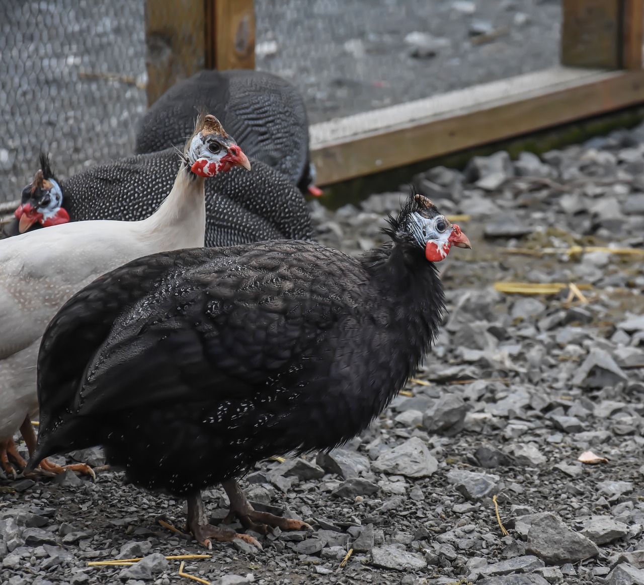 chicken farm bird free photo