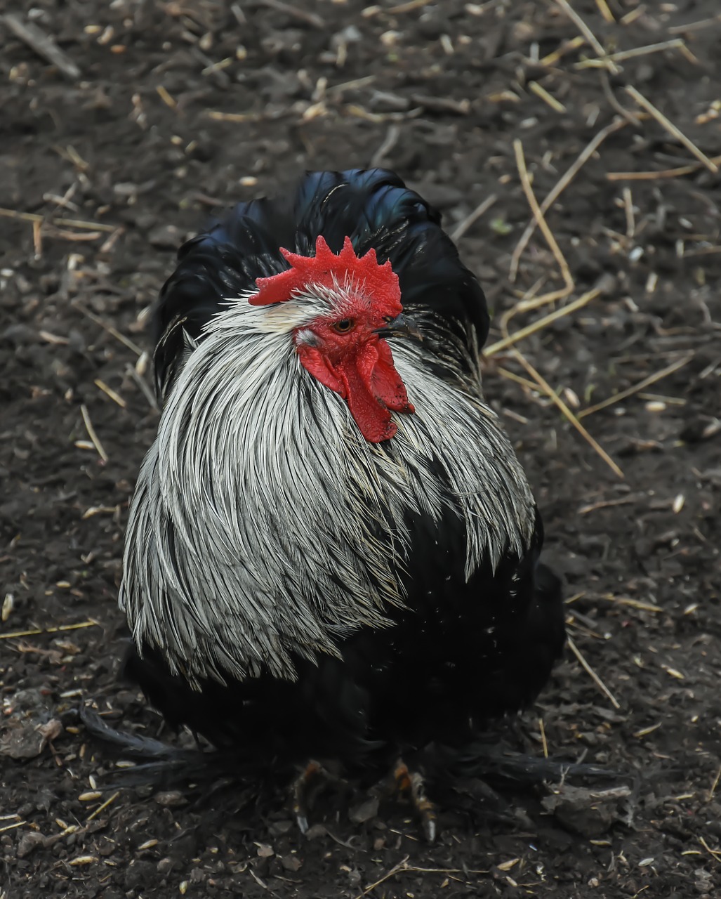 chicken farm bird free photo