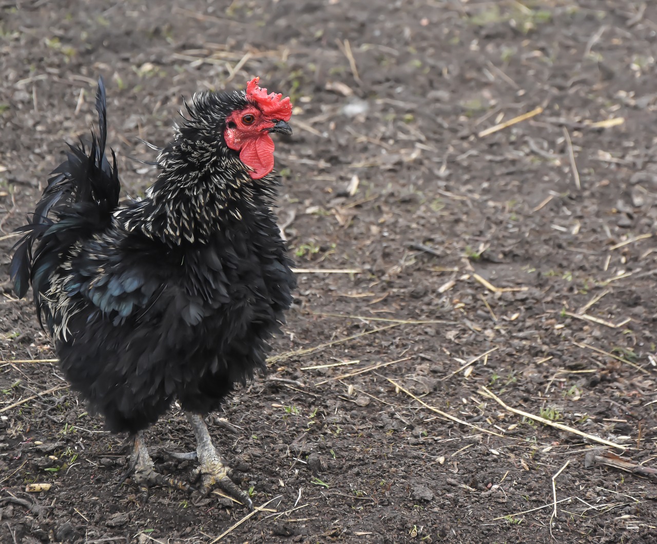 chicken farm bird free photo