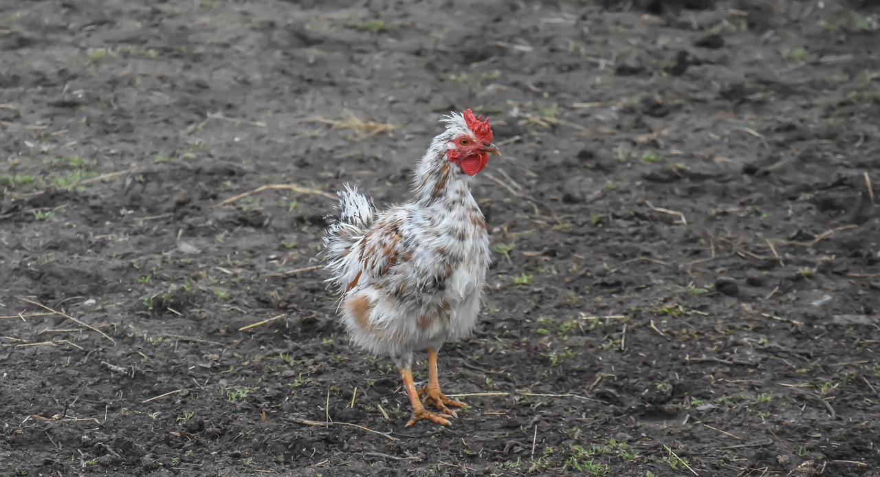 chicken farm bird free photo