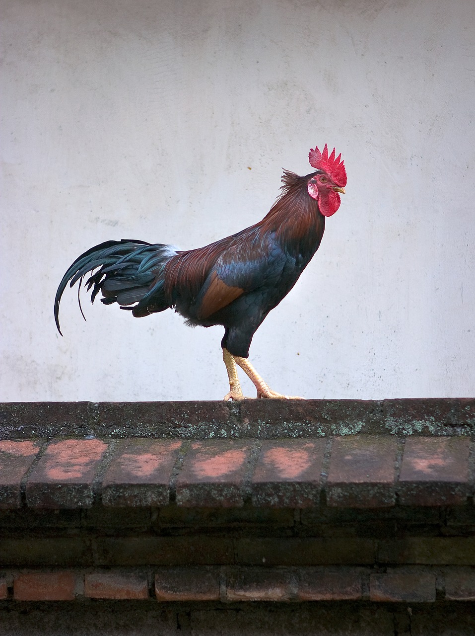 chicken animals rooster free photo