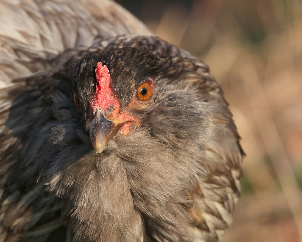 chicken hen stare free photo