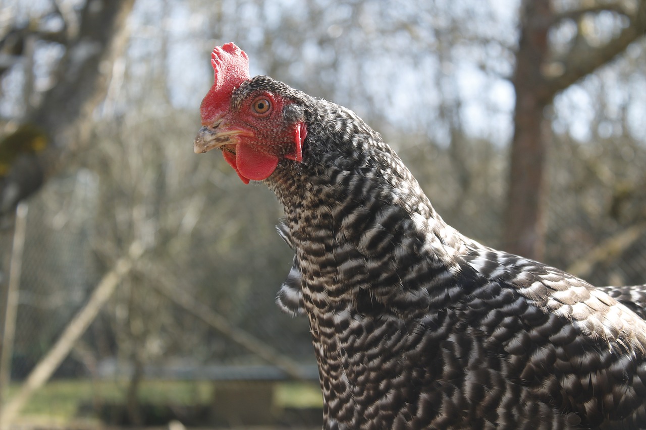 chicken hen poultry free photo