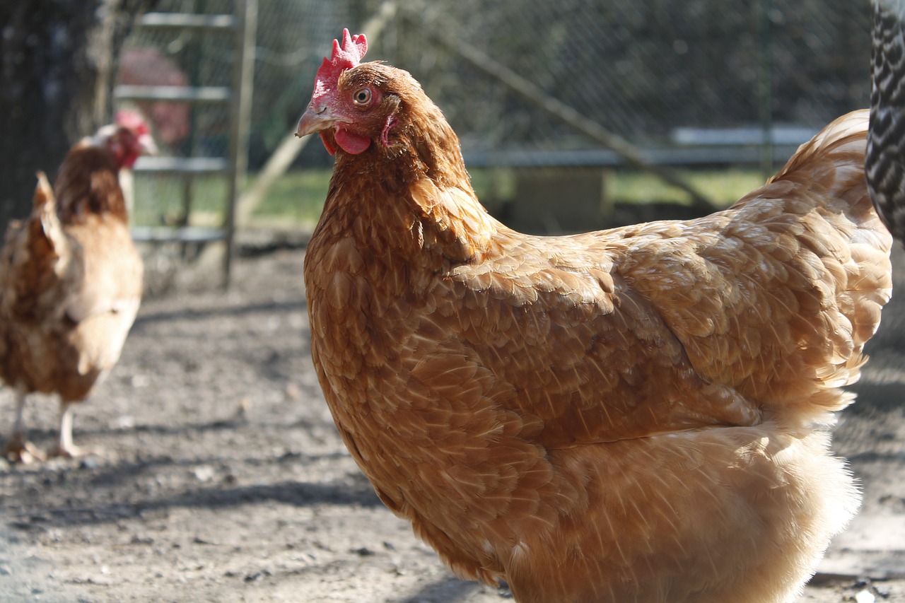 chicken hen poultry free photo