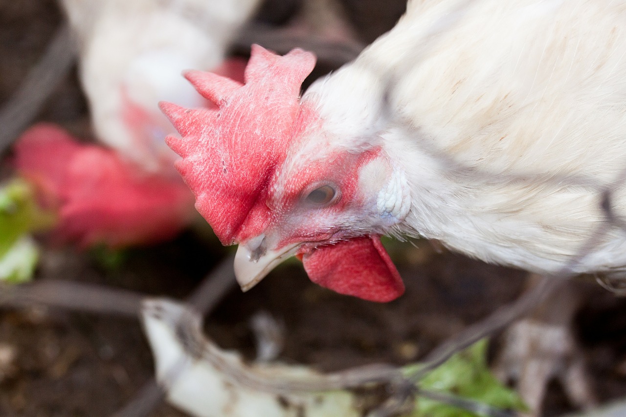 chicken poultry farm free photo