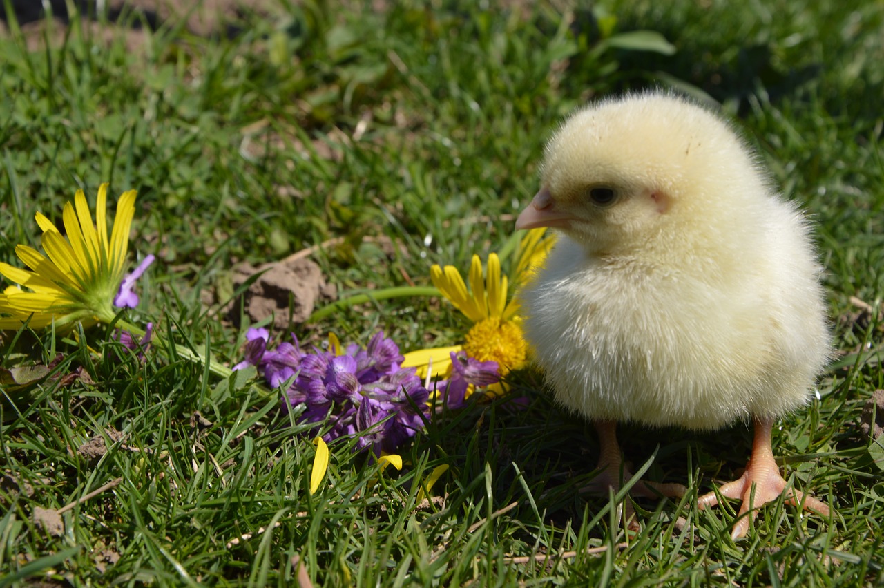 chicken flowers bird free photo