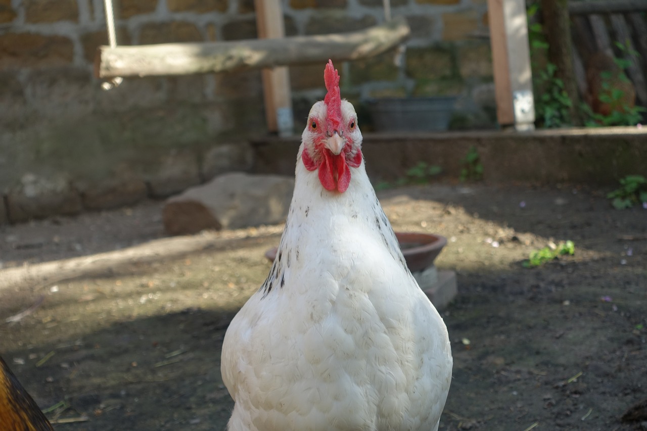 chicken chickens poultry free photo