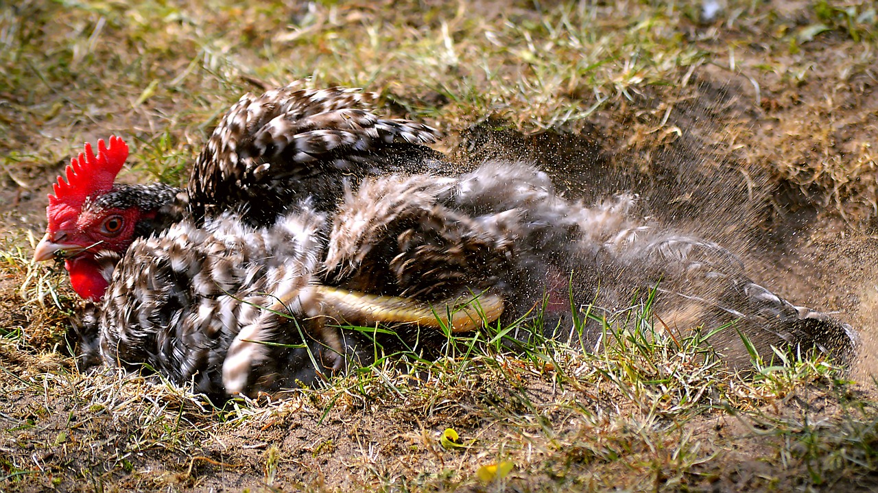 chicken sand bathing came free photo