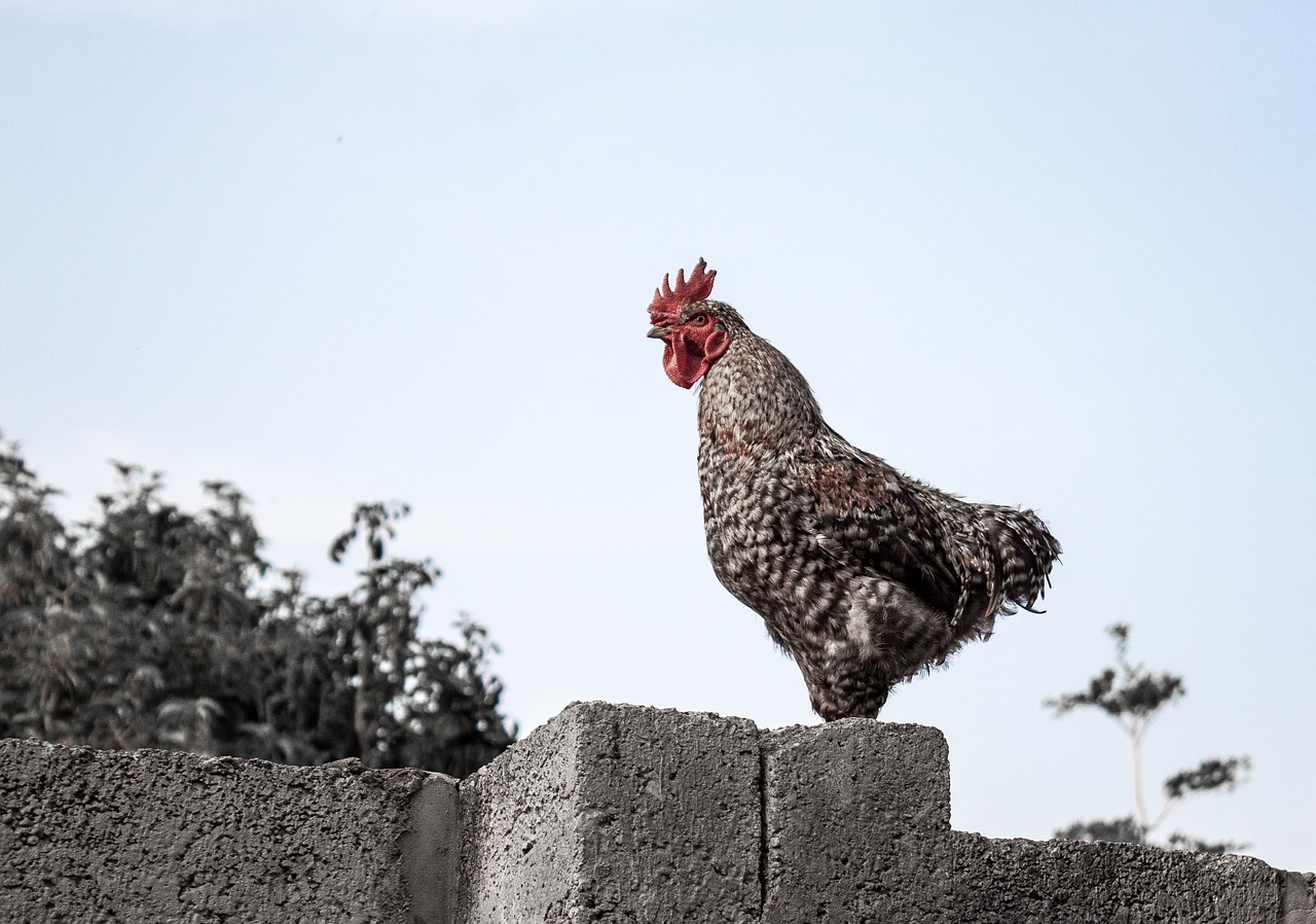 chicken wall roaster free photo