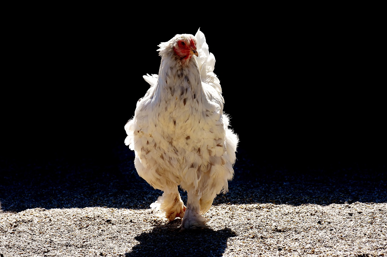 chicken poultry feather free photo