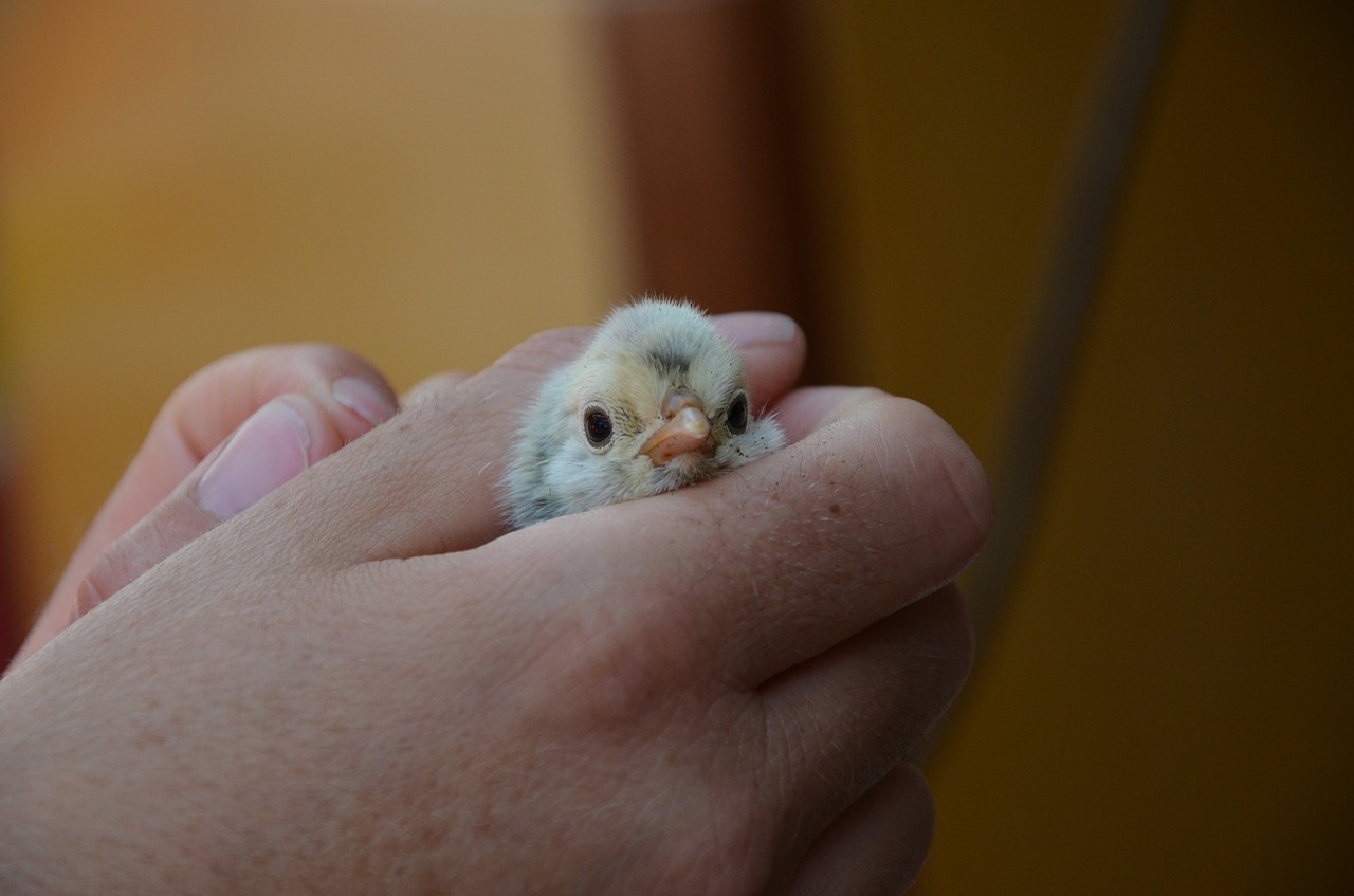 chicken yellow hand free photo