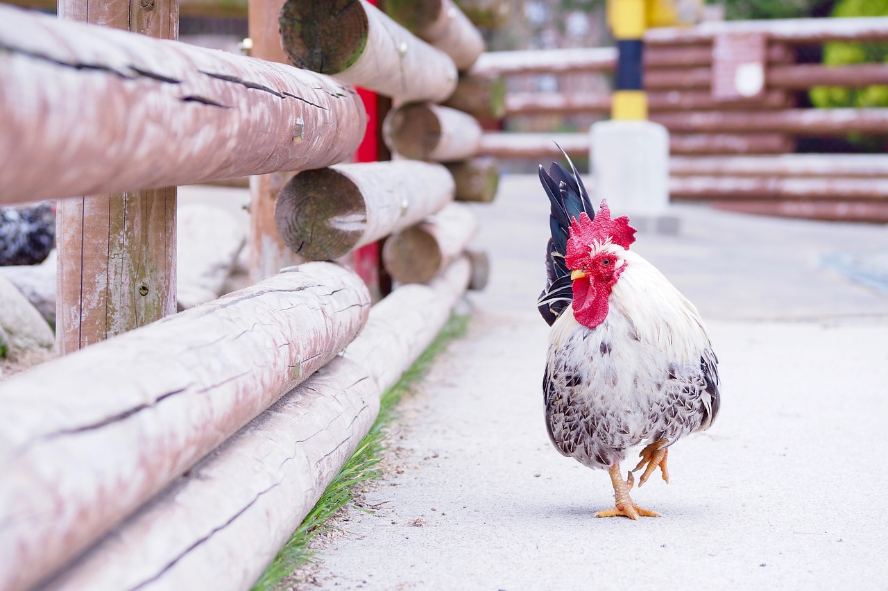 chicken bird free pictures free photo