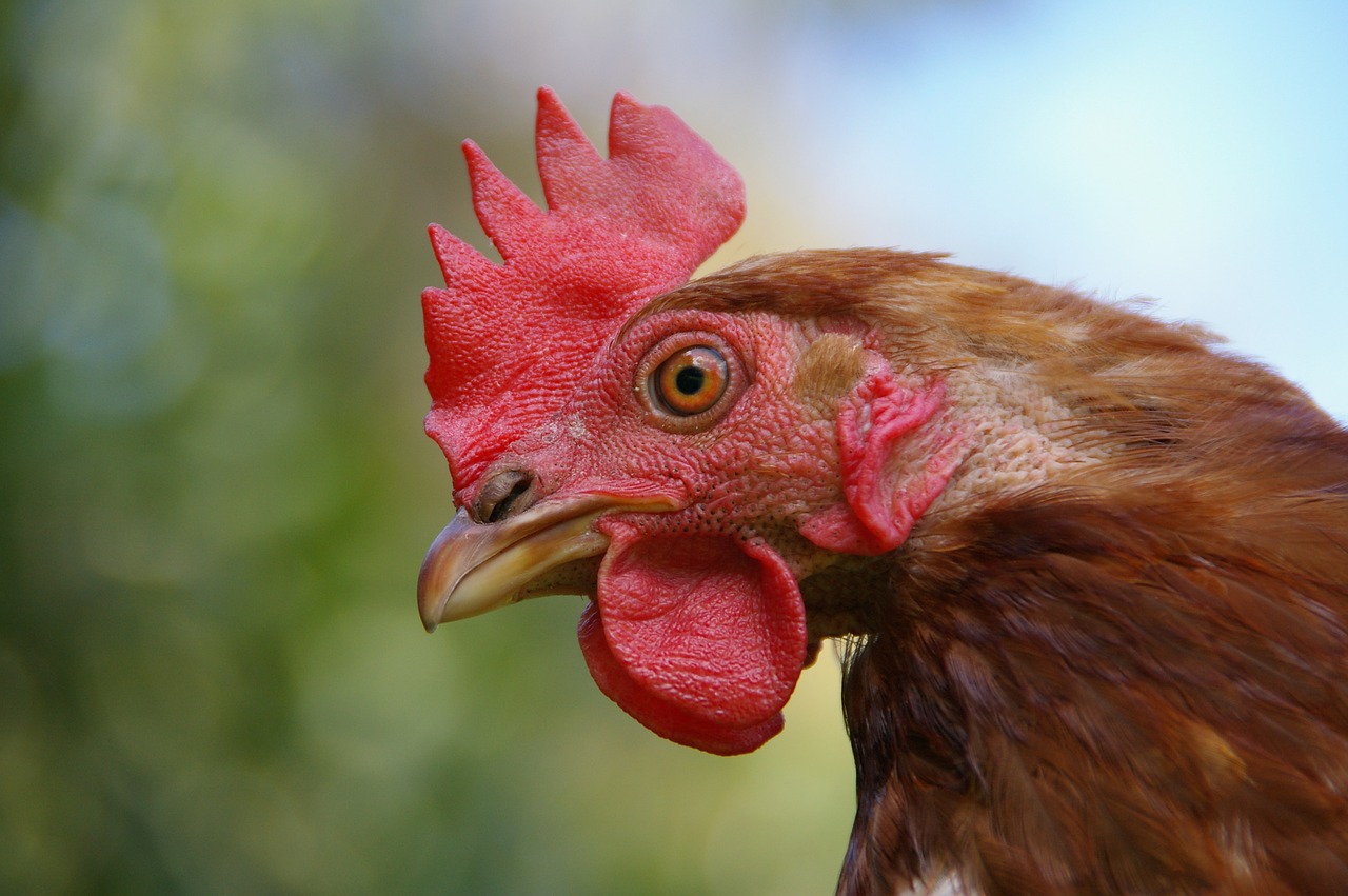 chicken animal portrait poultry free photo