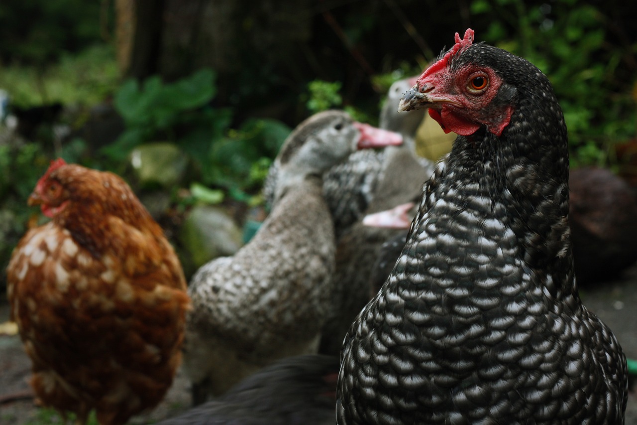 chicken farm animal free photo