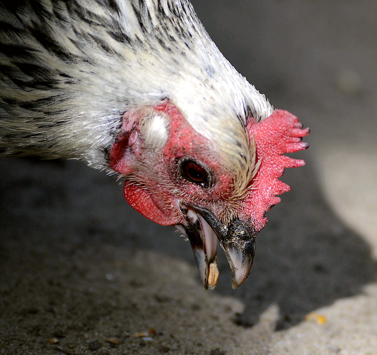 chicken foraging wildlife photography free photo