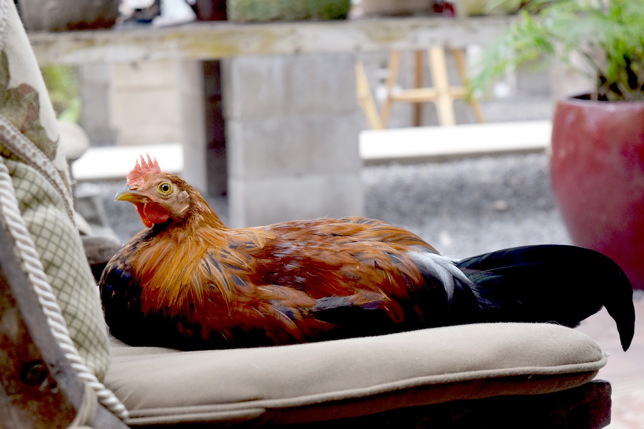 chicken hen rooster free photo