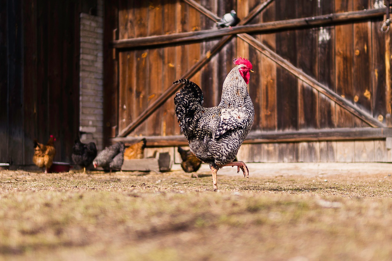 chicken hen animal free photo