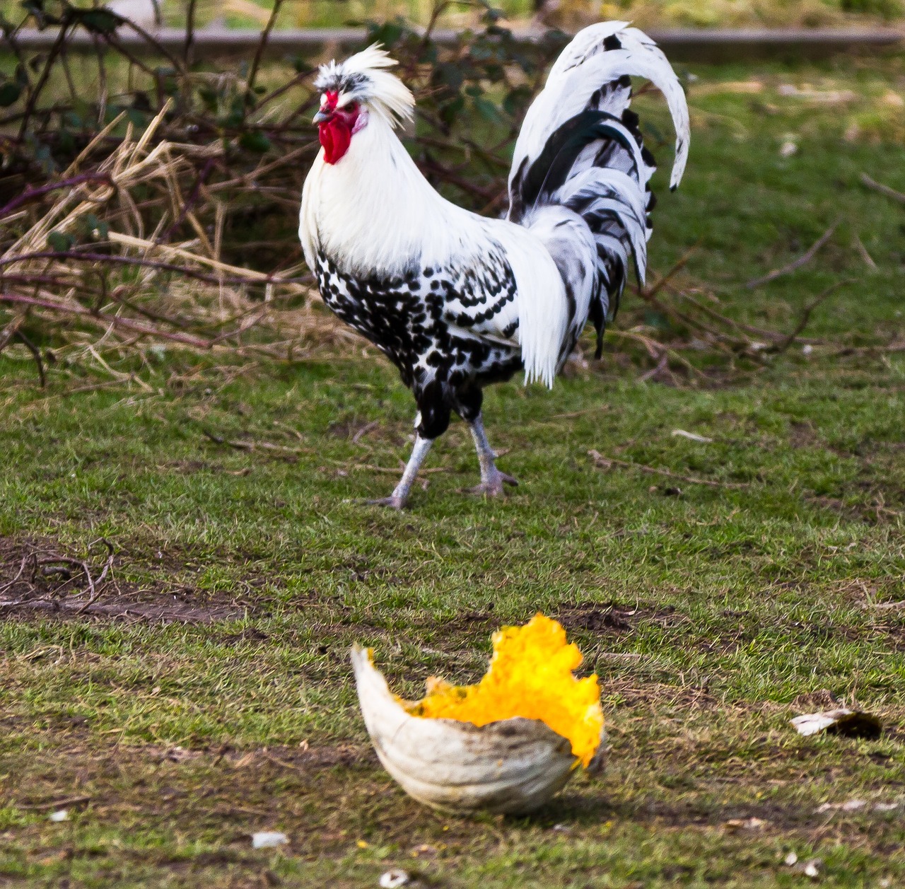 chicken grass animal free photo