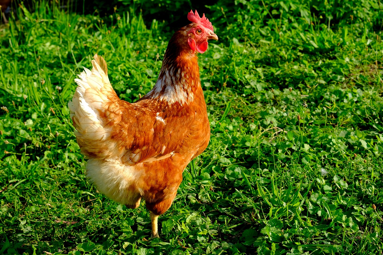 chicken outdoor poultry free photo