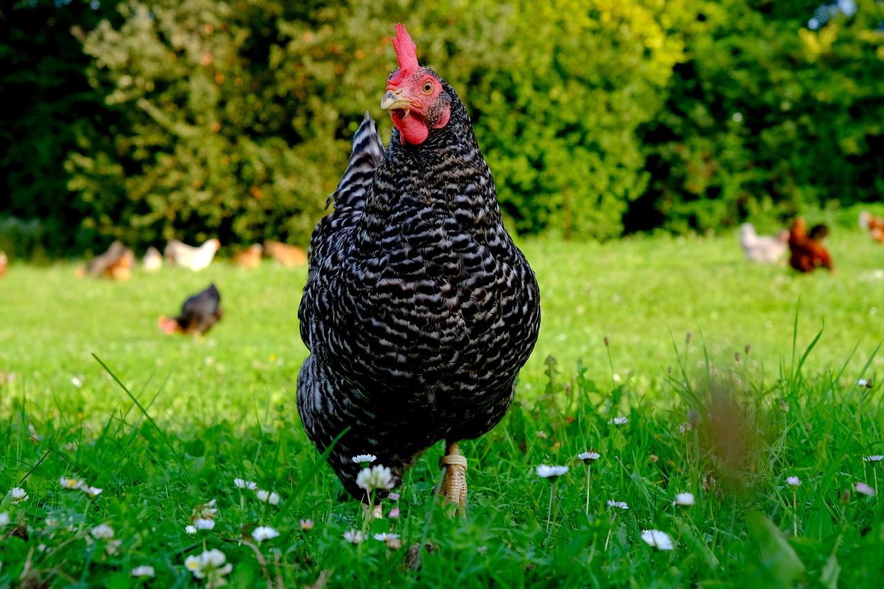 chicken poultry hen free photo