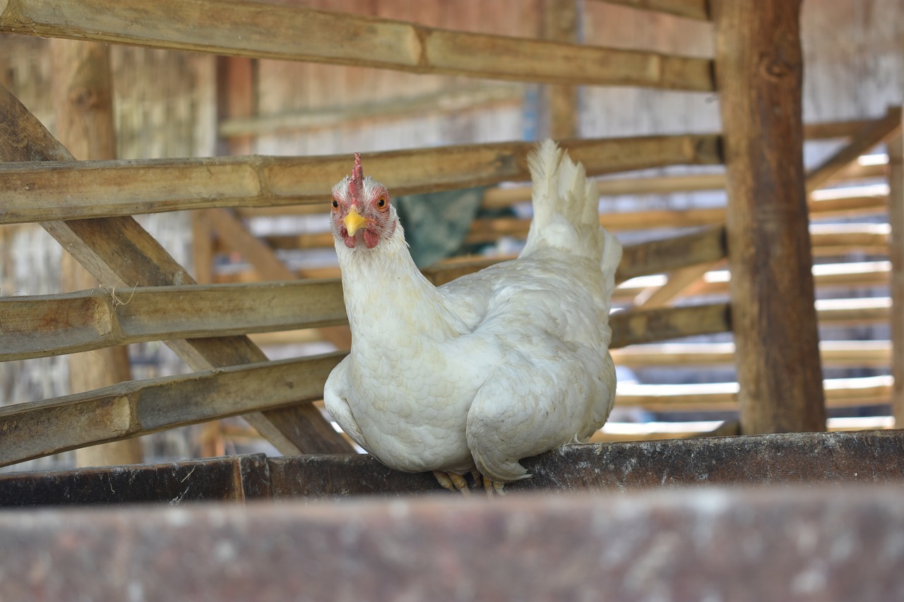 chicken farms animal free photo