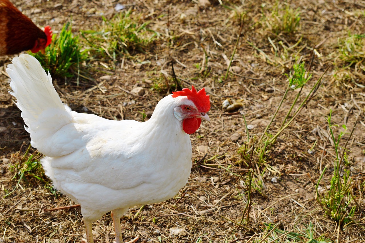 chicken hen poultry free photo