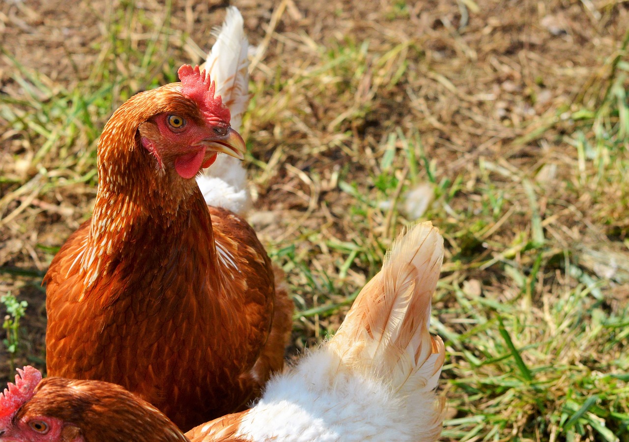 chicken hen poultry free photo