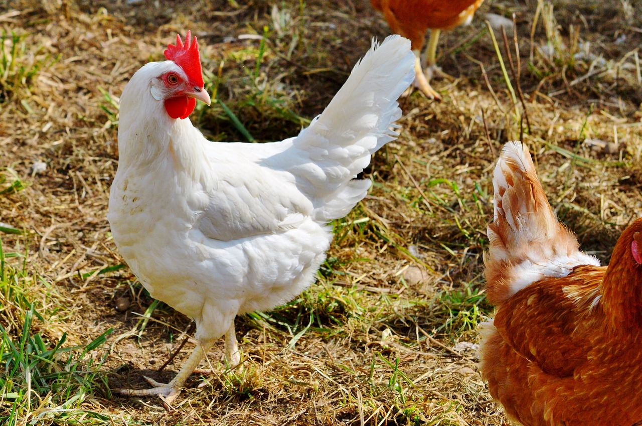 chicken hen poultry free photo