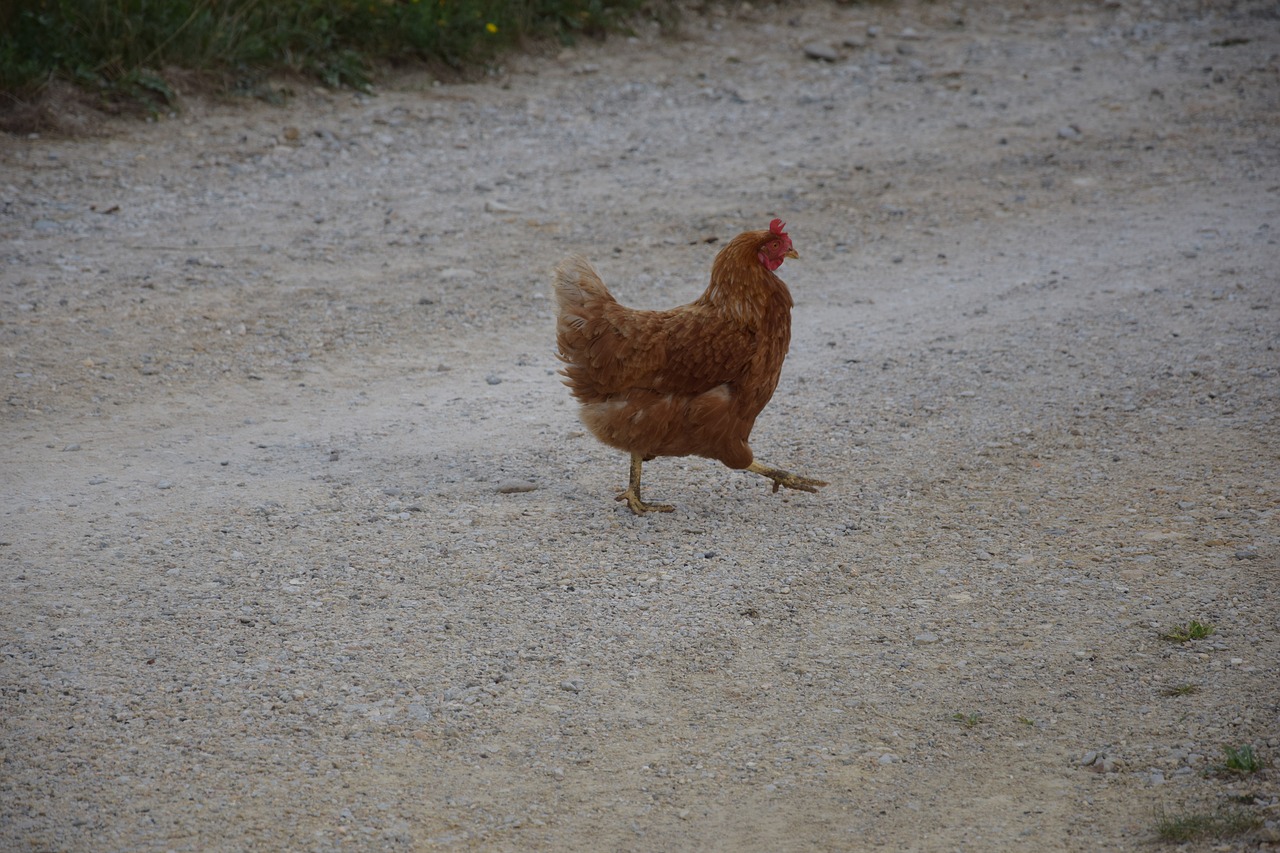 chicken hen agriculture free photo