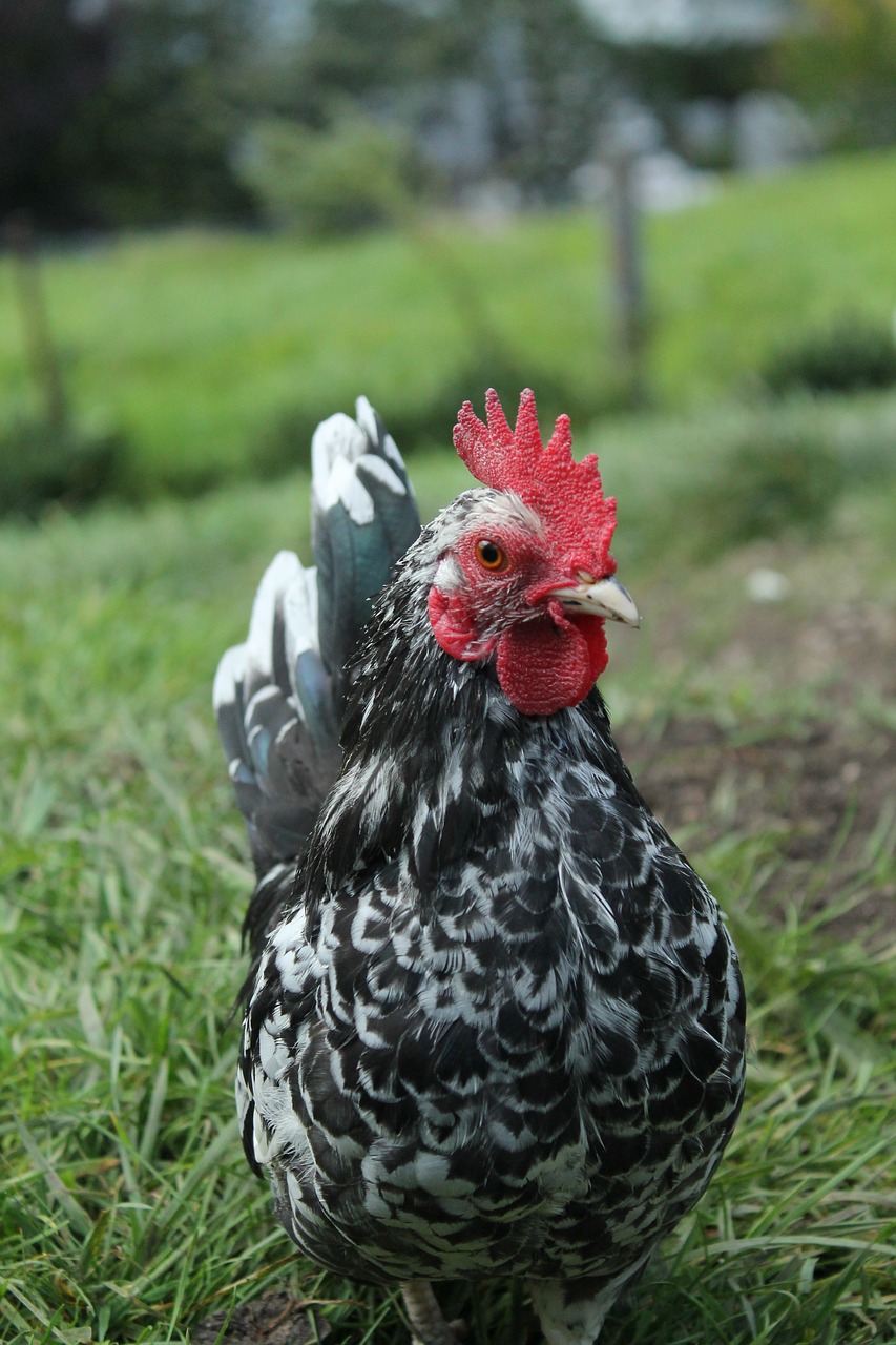 chicken close frontal shot free photo