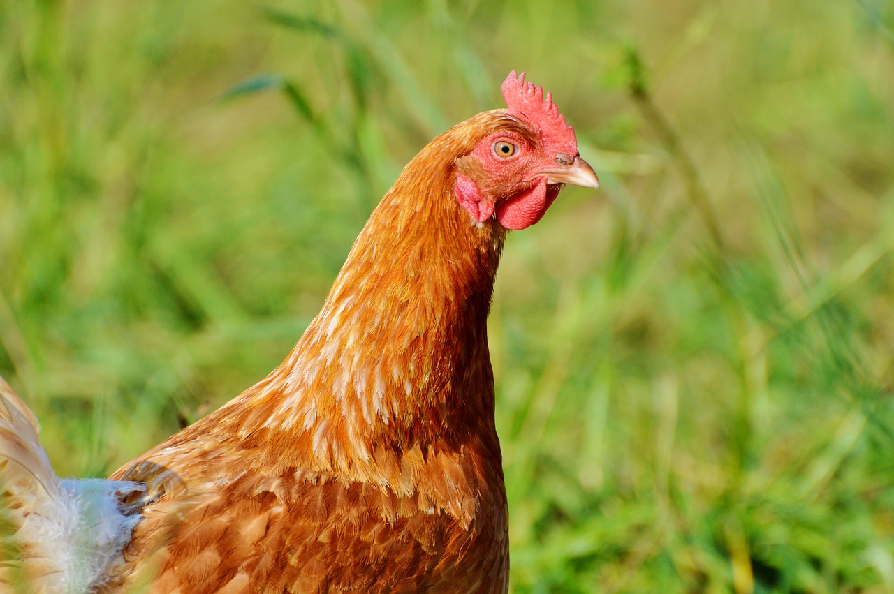 chicken hen poultry free photo