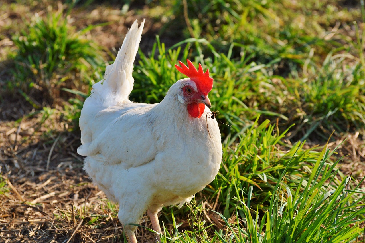 chicken hen poultry free photo