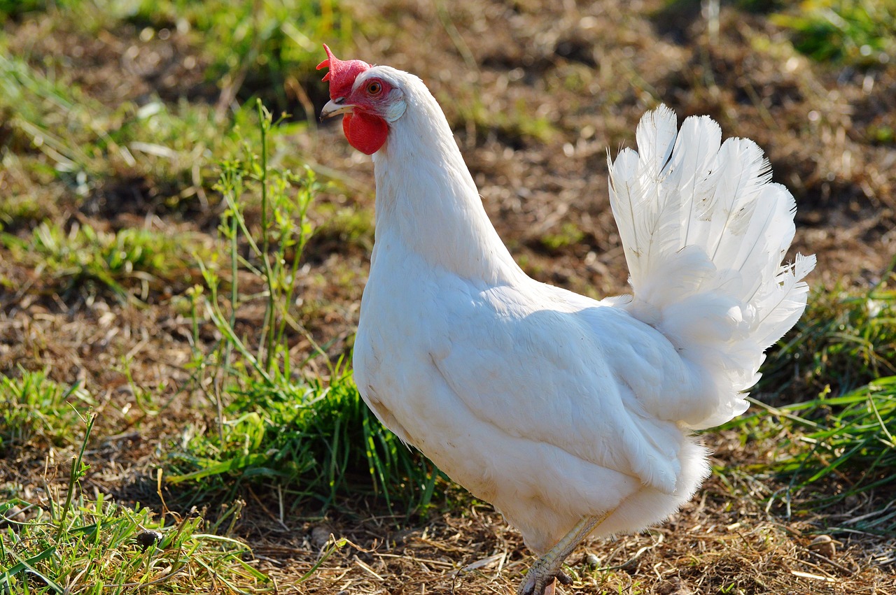 chicken hen poultry free photo