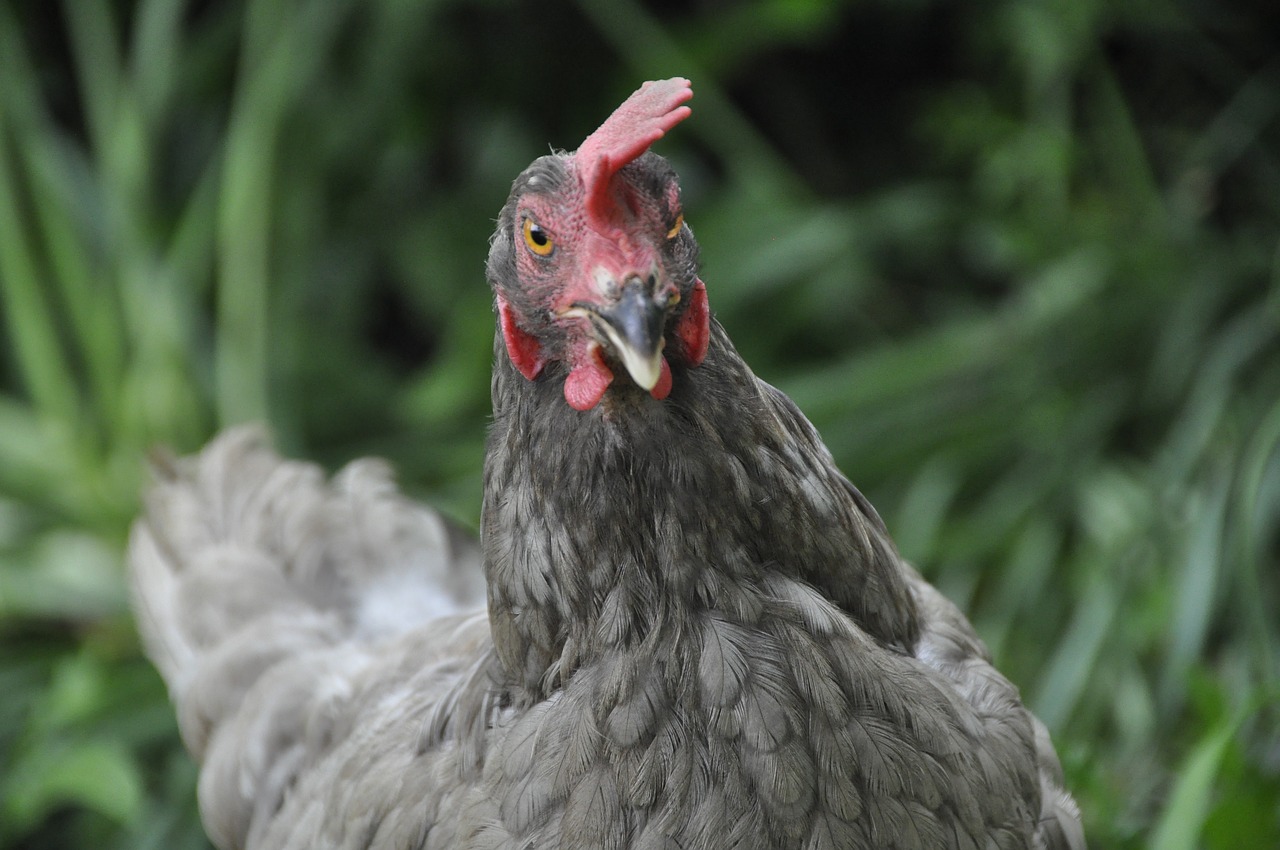 chicken plumage art fair free photo