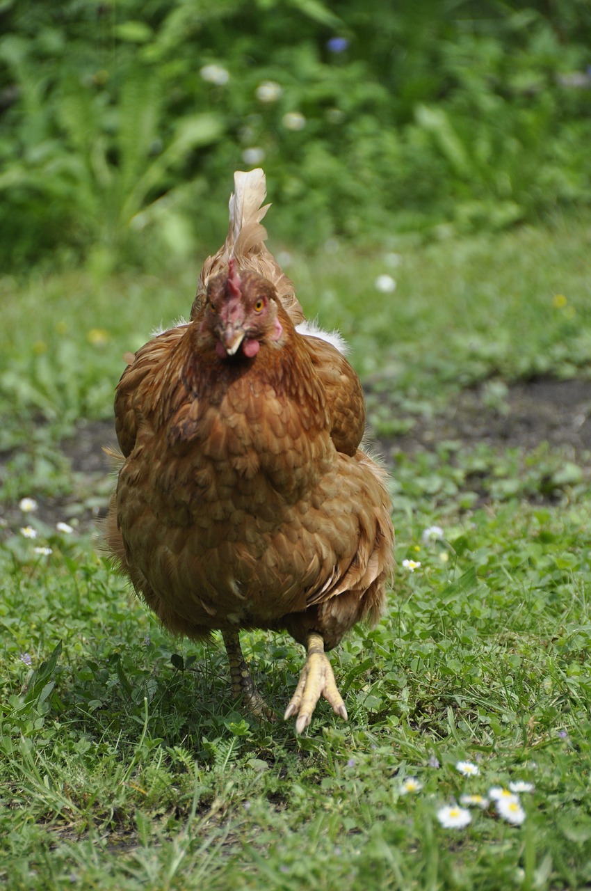 chicken garden plumage free photo