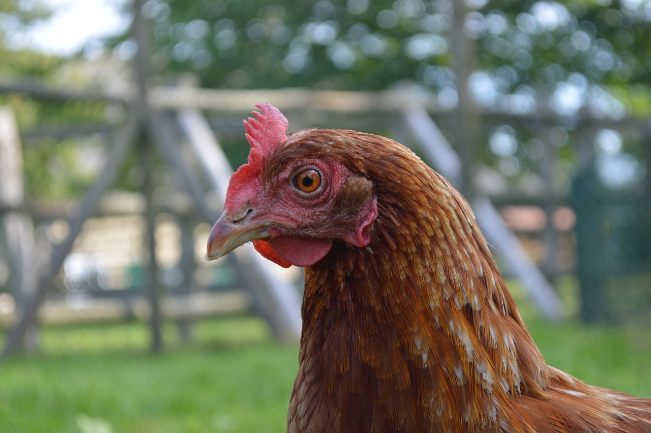 chicken head close free photo