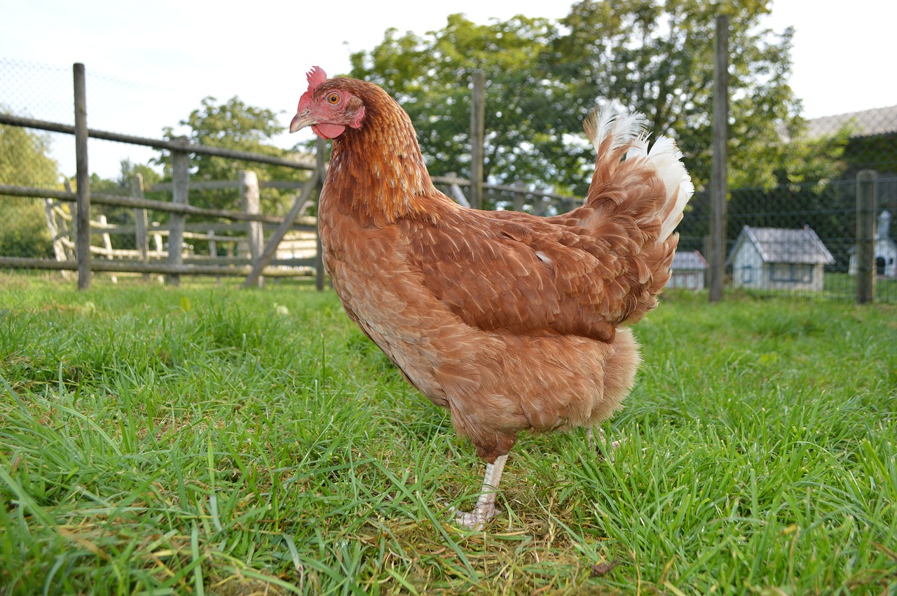 chicken farm poultry free photo