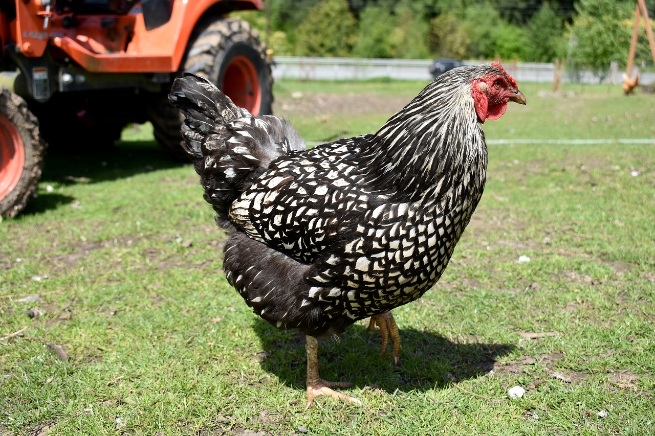 chicken farm washington free photo