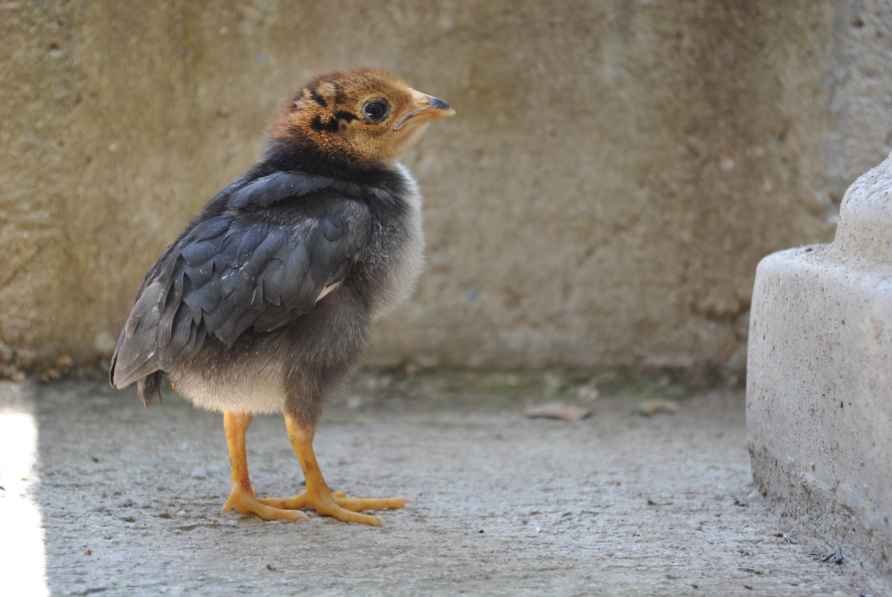 chicken chick gallo free photo