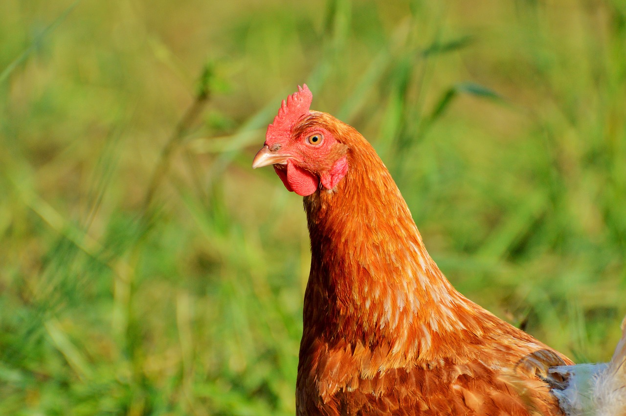 chicken hen poultry free photo