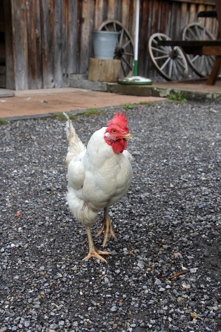 chicken hahn chickens free photo